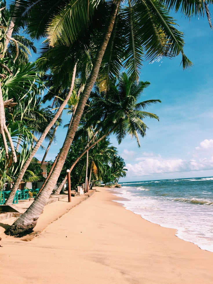 Palm Trees on Beach Shore